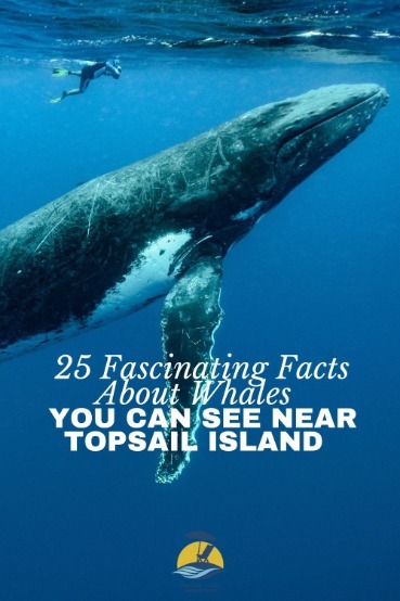 25 Fascinating Facts About Whales You Can See Near Topsail Island | Coastline Realty