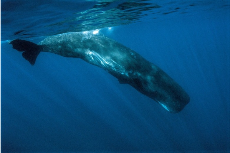 25 Fascinating Facts About Whales You Can See Near Topsail Island | Coastline Realty