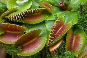 5 Weird and Interesting Plants You'll Love Learning About | Coastline Realty