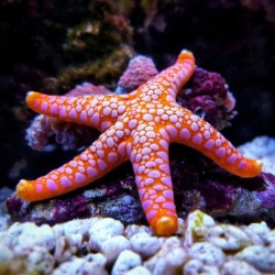 everything you need to know about starfish | coastline realty