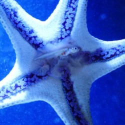everything you need to know about starfish | coastline realty