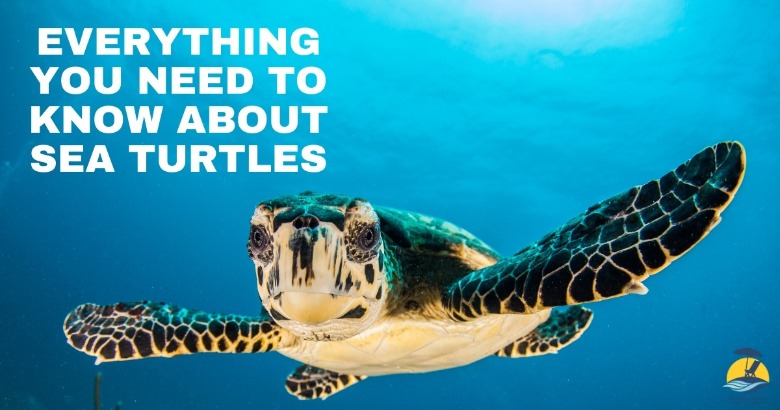 Everything You Need to Know about Sea Turtles