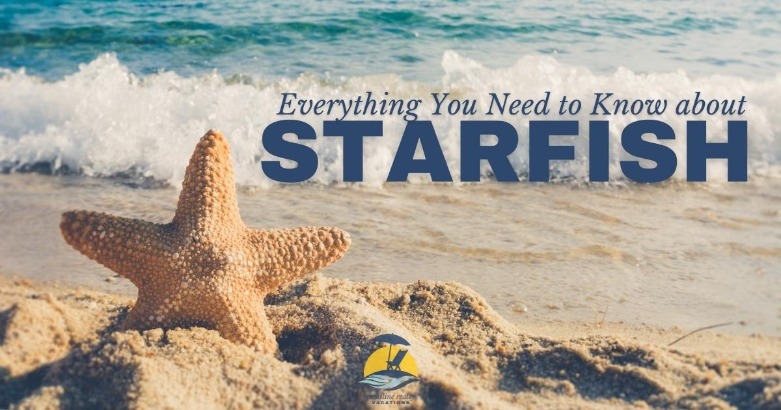 Everything You Need to Know About Starfish