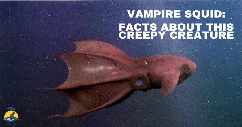 Vampire Squid: Facts About this Creepy Creature