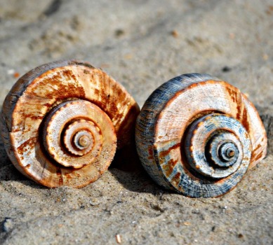 Seashells on Topsail beach | Coastline Realty Vacations Topsail Beach Rentals