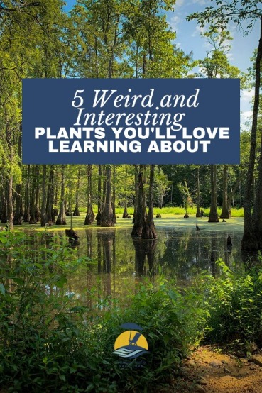 5 Weird and Interesting Plants You'll Love Learning About | Coastline Realty
