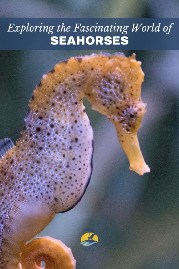 Exploring the Fascinating World of Seahorses | CBC Realty