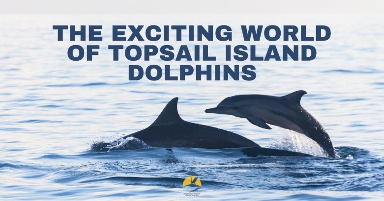 The Exciting World of Topsail Island Dolphins