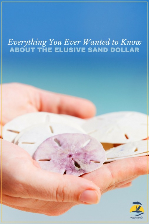 Everything You Ever Wanted to Know About the Elusive Sand Dollar | Coastline Realty Vacations