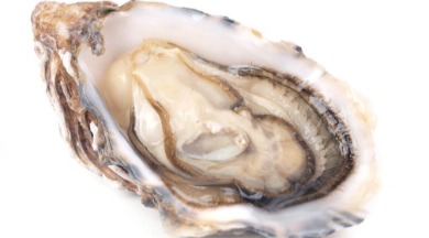 oyster shell | coastline realty