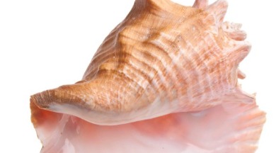 conch shell | coastline realty