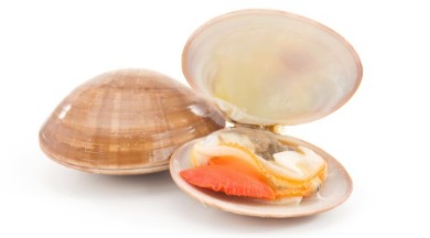 coquina clam shell | coastline realty