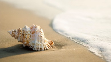 shell on the beach | coastline realty
