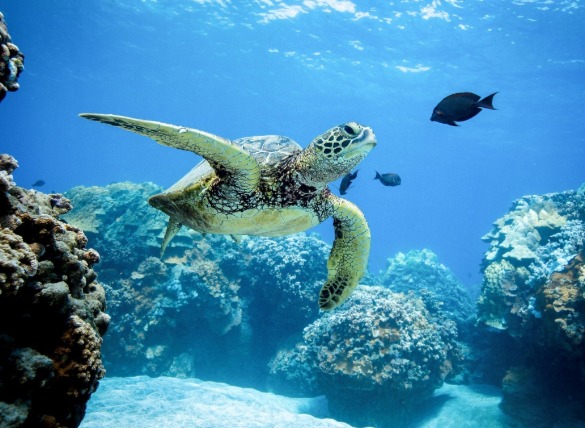 sea turtle swimming in the ocean | Coastline Realty