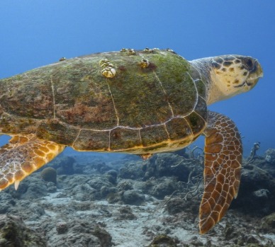 loggerhead turtle | coastline realty