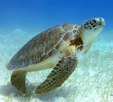 green sea turtle | coastline realty