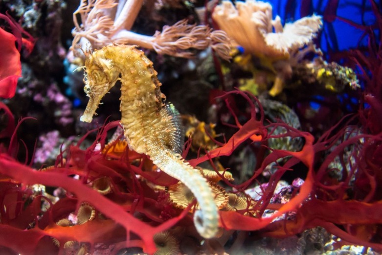 Exploring the Fascinating World of Seahorses | CBC Realty