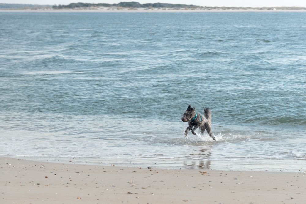 A happy grey dog running through the shallow ocean waves on a sandy beach. This image highlights the pet-friendly vacation opportunities and outdoor fun available for the whole family when booking with Coastline Realty Vacations.