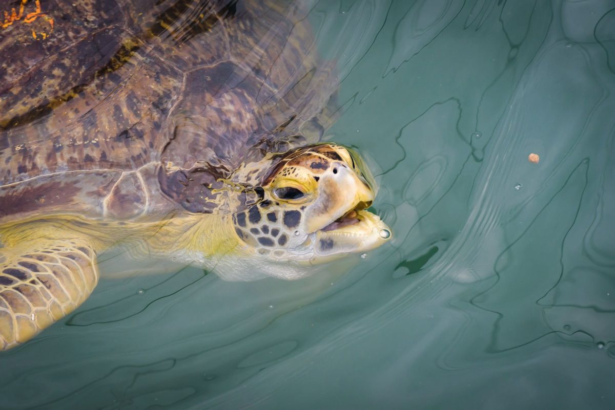 A close-up view of a green sea turtle surfacing from clear water, highlighting the local marine wildlife encounters and eco-tours available near Coastline Realty vacation rentals.