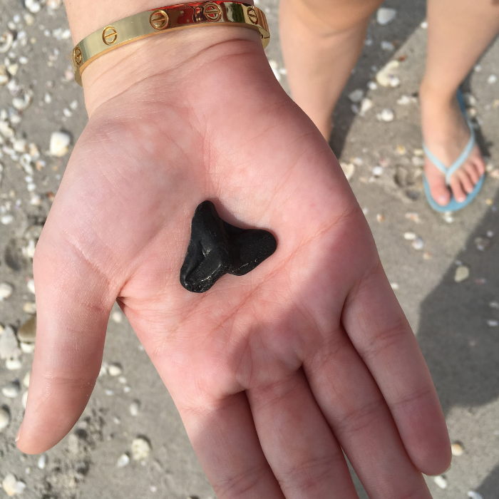 Shark Tooth Hunting in North Topsail Beach NC