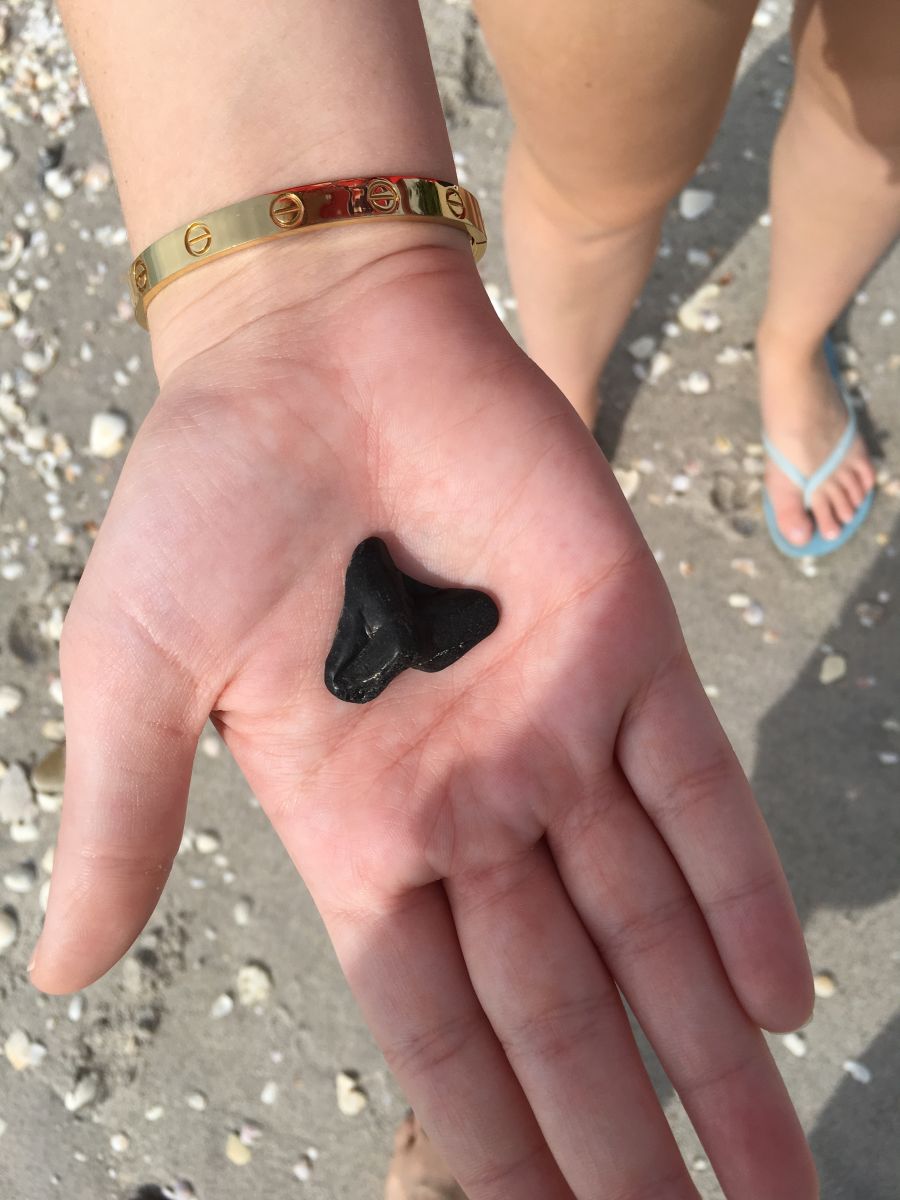A person holding a fossilized black shark's tooth in their open hand on a sandy beach, showcasing a popular coastal activity for guests staying with Coastline Realty.