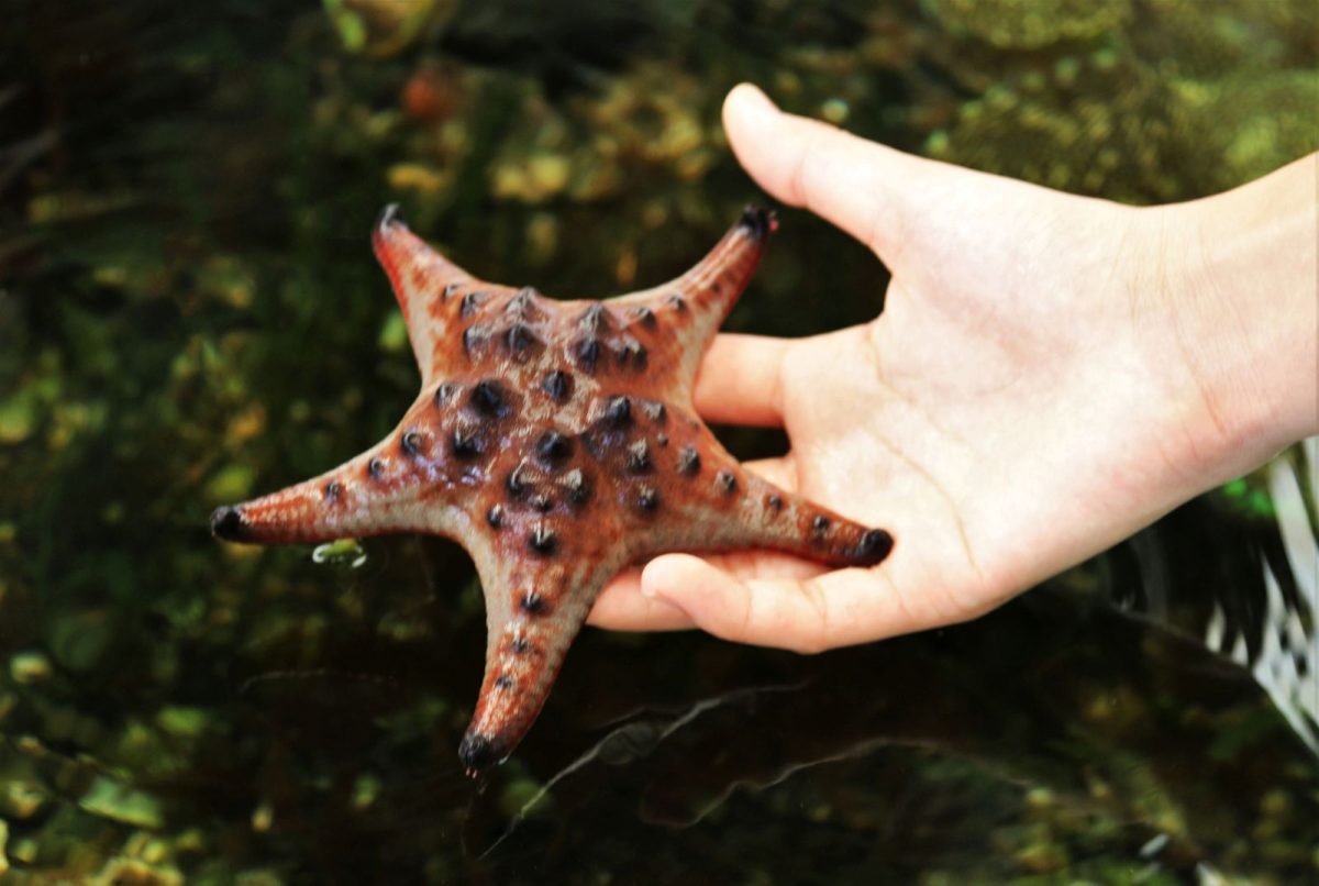 person holding a starfish